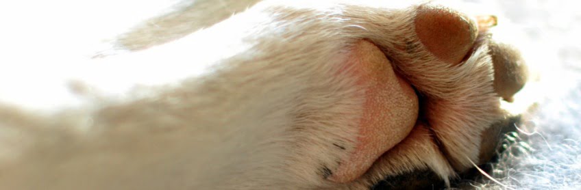 labradoodles by cucciolini dog nail cut