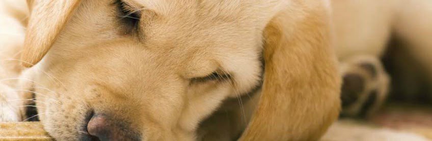 My Dog - Nutrition