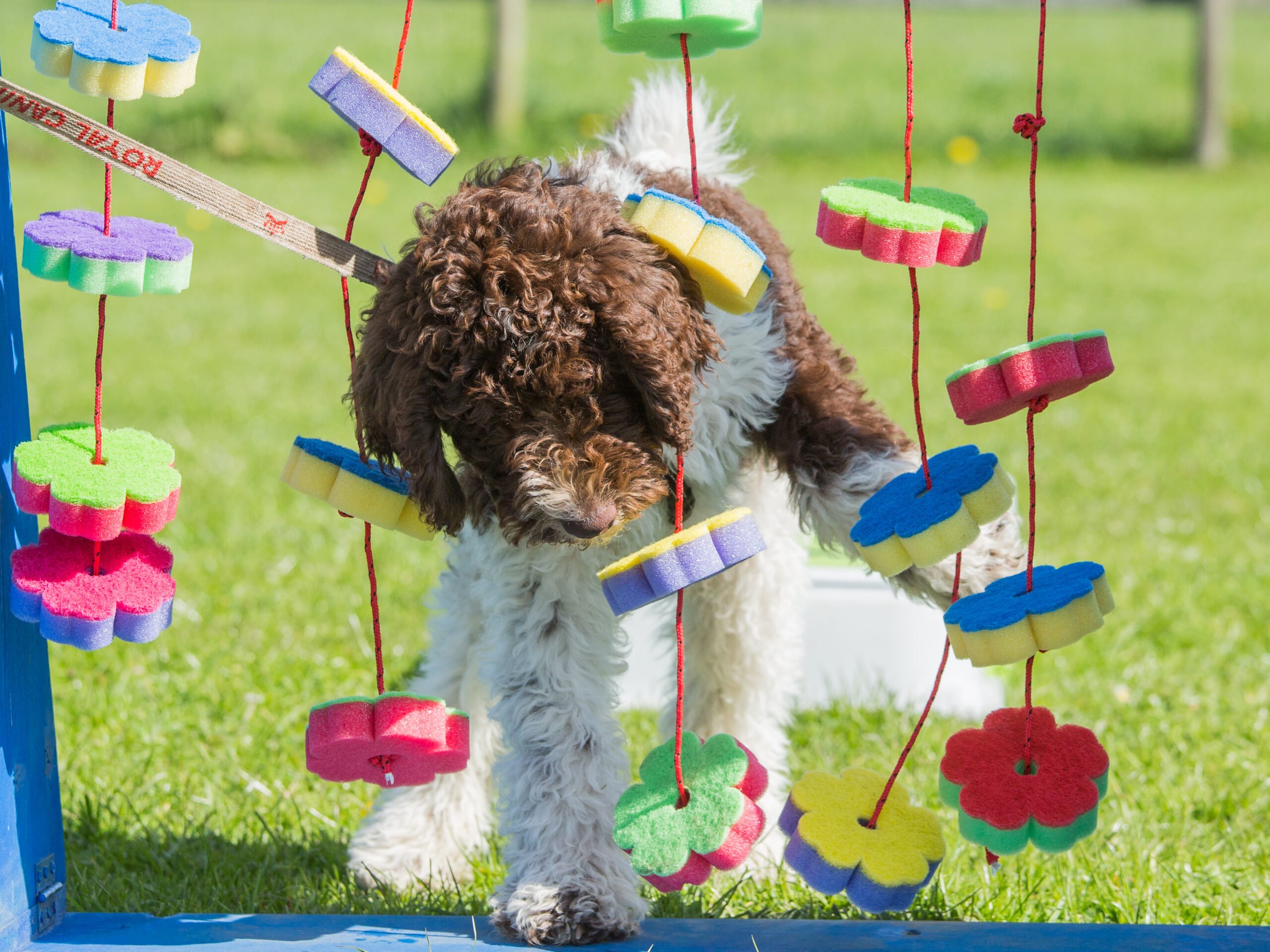 partis at labradoodles by cucciolini scaled partis at labradoodles by cucciolini scaled