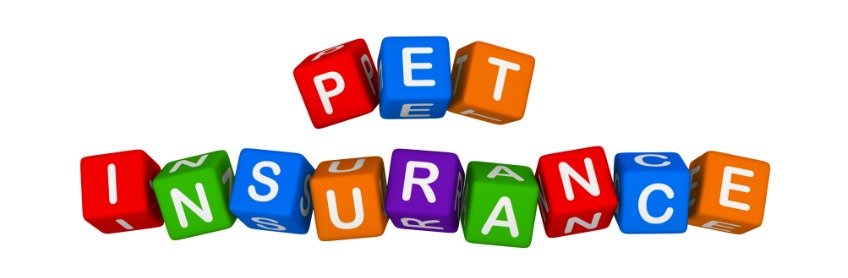 Many Reasons to Get Pet Health Insurance for your Labradoodle