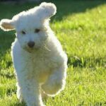 preparing for your labradoodle puppy