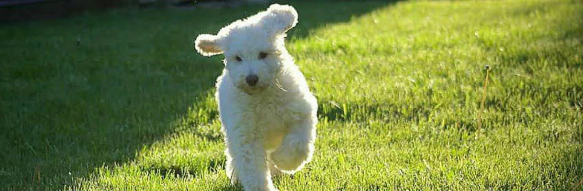 preparing for your labradoodle puppy