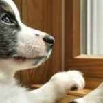 puppy anxiety labradoodles by cucciolini