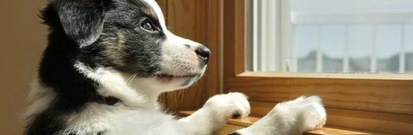 puppy anxiety labradoodles by cucciolini