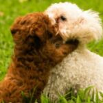 socializing your puppy at labradoodles by cucciolini
