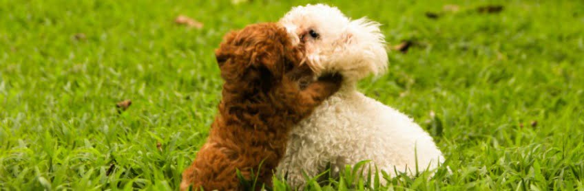 socializing your puppy at labradoodles by cucciolini