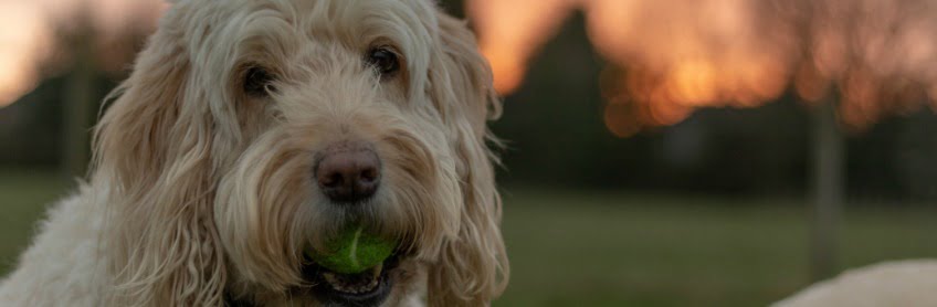 teething dogs best toys for puppies
