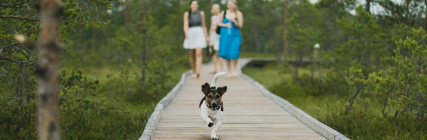 the importance of identifying your dog with a microchip