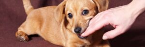 train your puppy to stop biting nipping