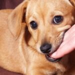 train your puppy to stop biting nipping