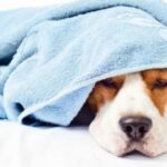 treatment and prevention of kennel cough