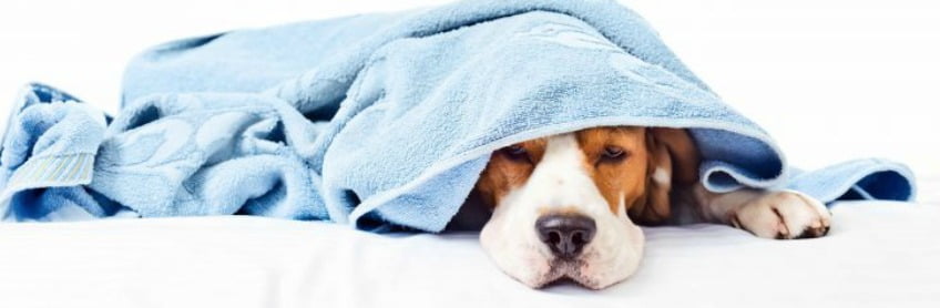 treatment and prevention of kennel cough