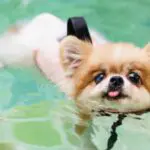 ways to help a dog with arthritic pain
