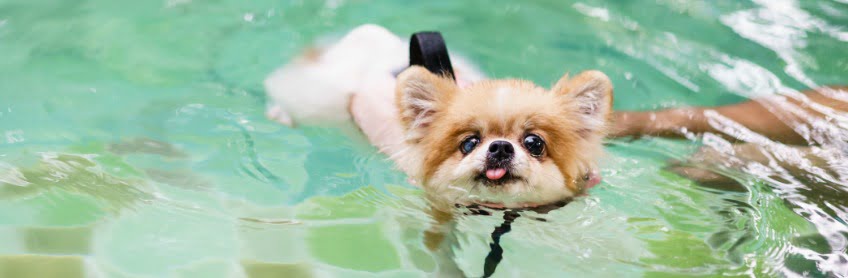 ways to help a dog with arthritic pain