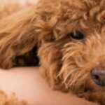 why would a dog become clingy labradoodles by cucciolini