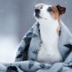 winter safety tips for your dog