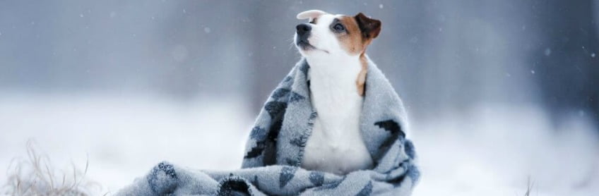 10 Essential Winter Safety Tips for Dog Owners