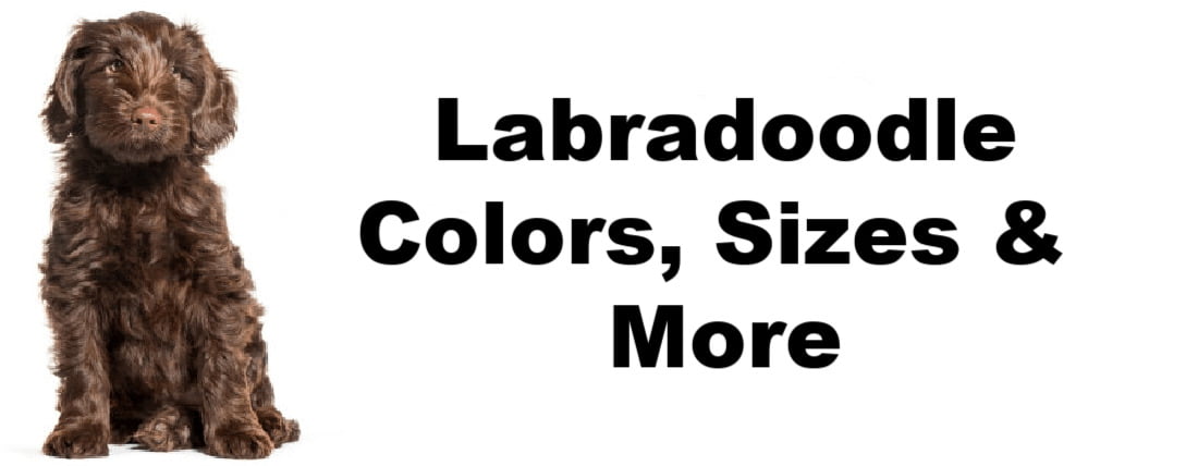 What Are The Different Types Of Labradoodle Puppy Coats large 3
