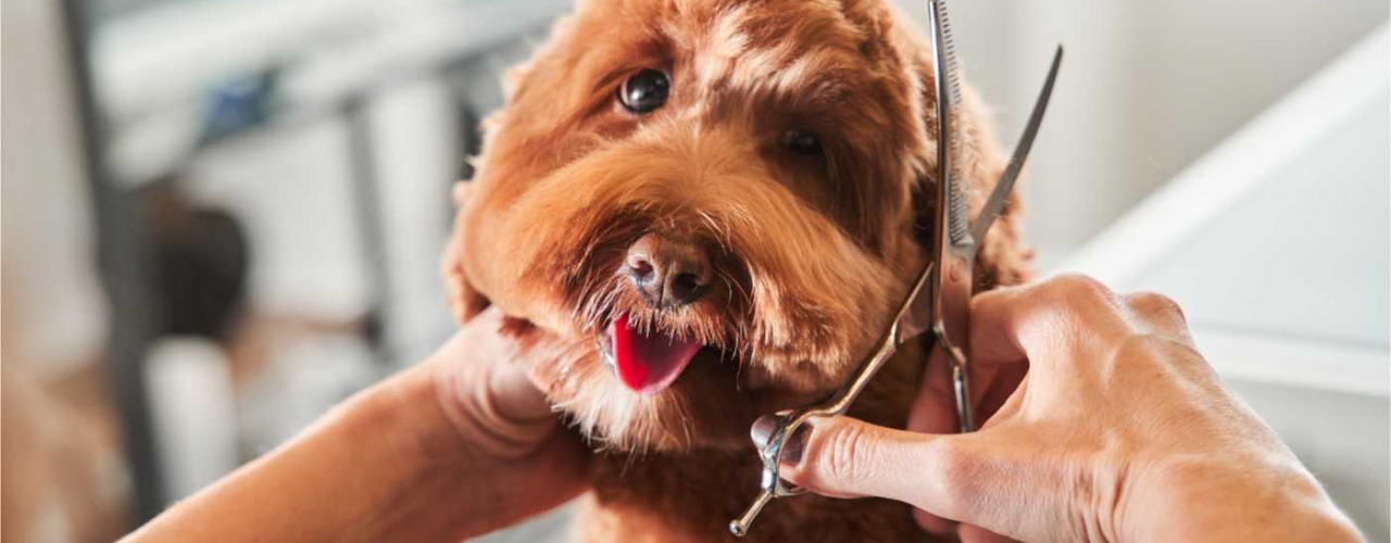 Grooming Prices at Labradoodles by Cucciolini Grooming Prices at Labradoodles by Cucciolini