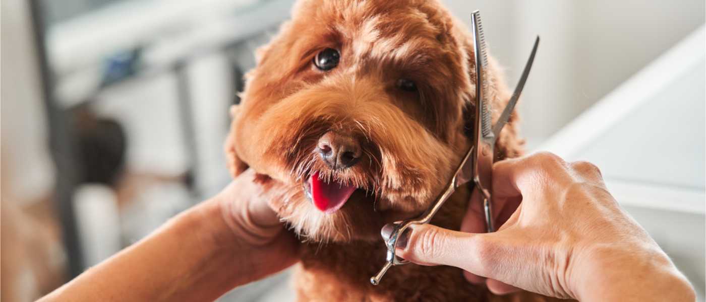 Grooming Prices at Labradoodles by Cucciolini Grooming Prices at Labradoodles by Cucciolini