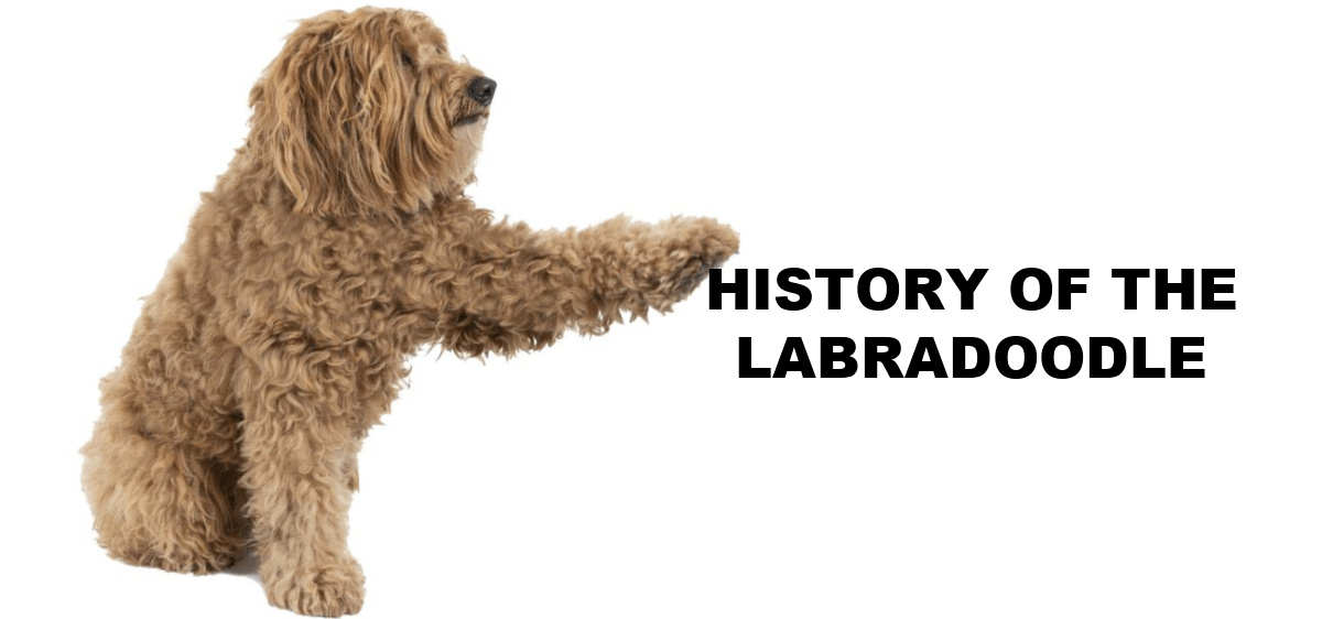 history of the labradoodle