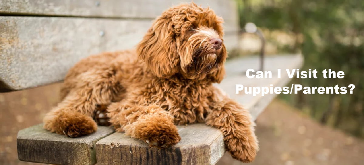 Can I Visit the Puppies/Parents?