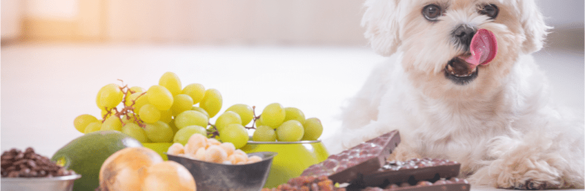 Dangerous Foods for Dogs