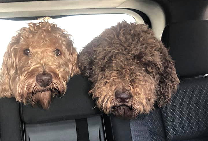 Chocolate - Labradoodles by Cucciolini