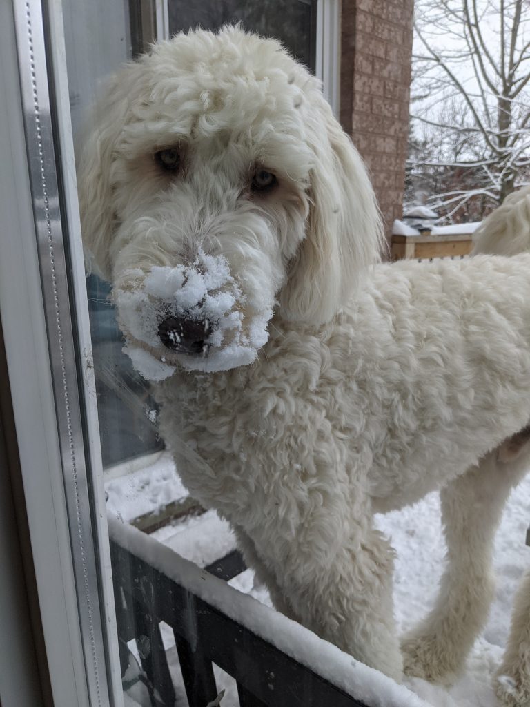 labradoodlesbycucciolini