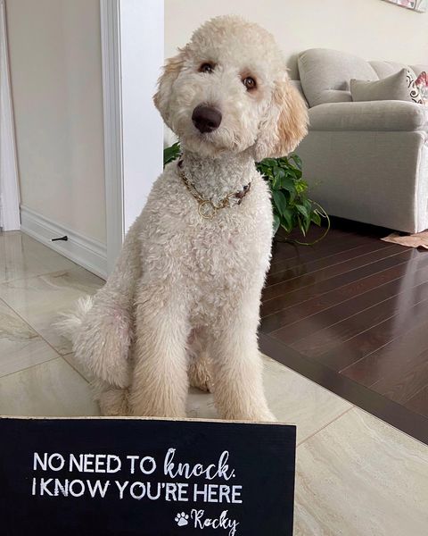 Cream Labradoodles by Cucciolini