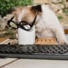 11 Dangerous Foods Labradoodles Should Not Eat  11 Dangerous Foods Labradoodles Should Not Eat