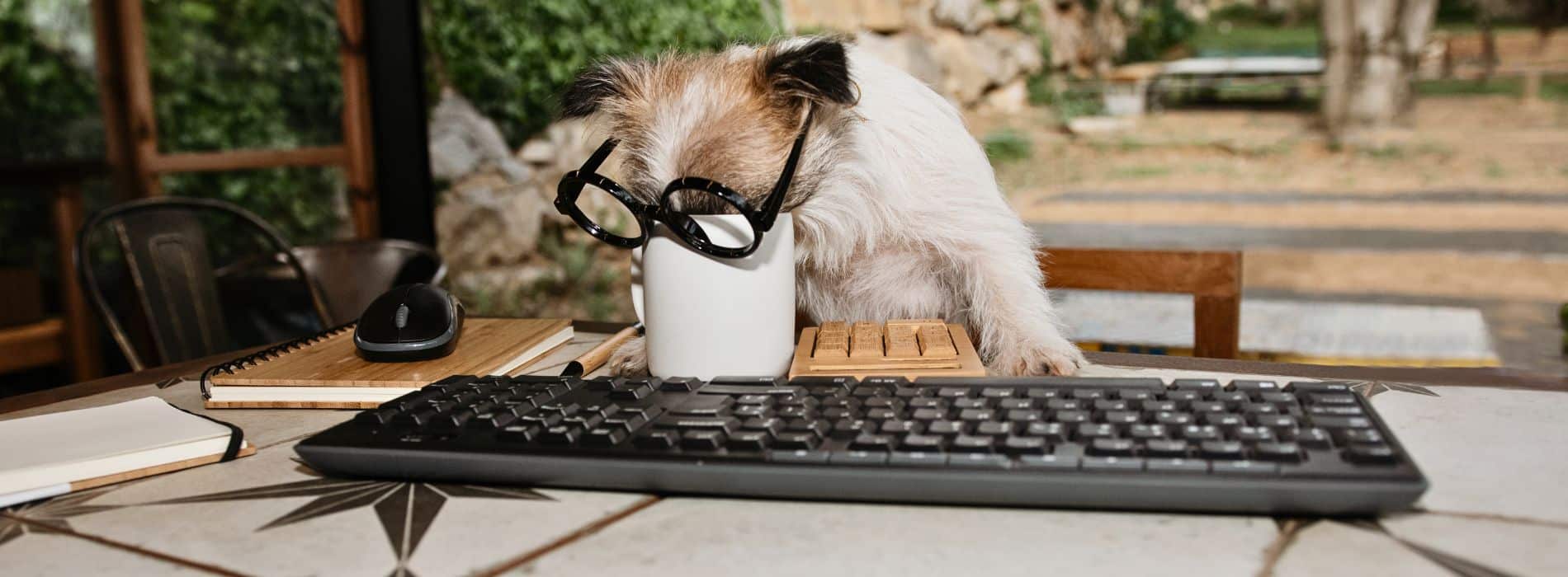 11 Dangerous Foods Labradoodles Should Not Eat  11 Dangerous Foods Labradoodles Should Not Eat
