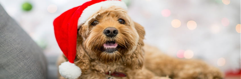 Keeping Your Pets Safe This Christmas