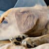 When to Spay or Neuter Your Labradoodle?  When to Spay or Neuter Your Labradoodle?