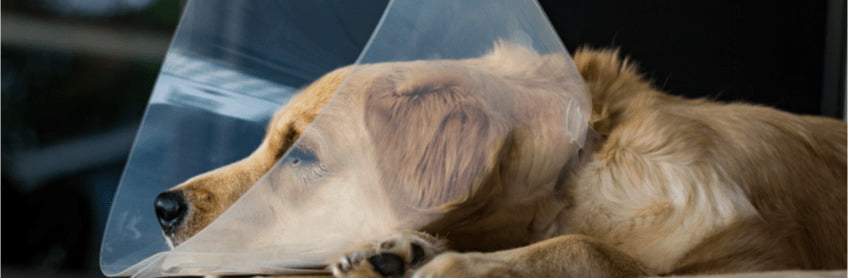When is the Right Time to Spay/Neuter Your Labradoodle Dog