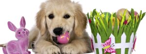 Keeping Your Dog Safe During Easter