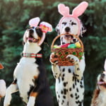 Keeping your pets safe during Easter