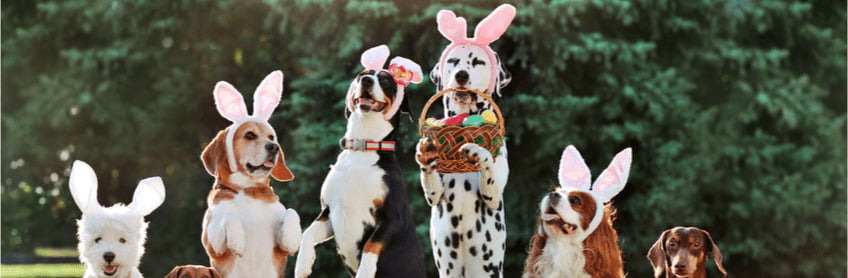 Keeping your pets safe during Easter