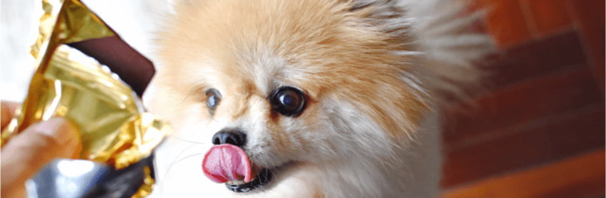 Is Chocolate Safe For Dogs