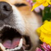 Spring Allergies in Dogs: Effective Treatments and Tips for Relief