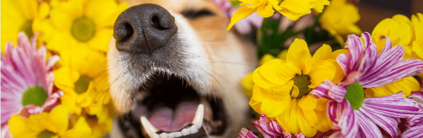 Treating Spring Allergies In Dogs