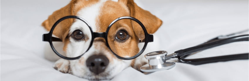 Dogs Vision how they see the World