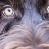 Labradoodles Vision: How They See the World  Labradoodles Vision How They See the World