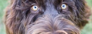 Labradoodles Vision: How They See the World