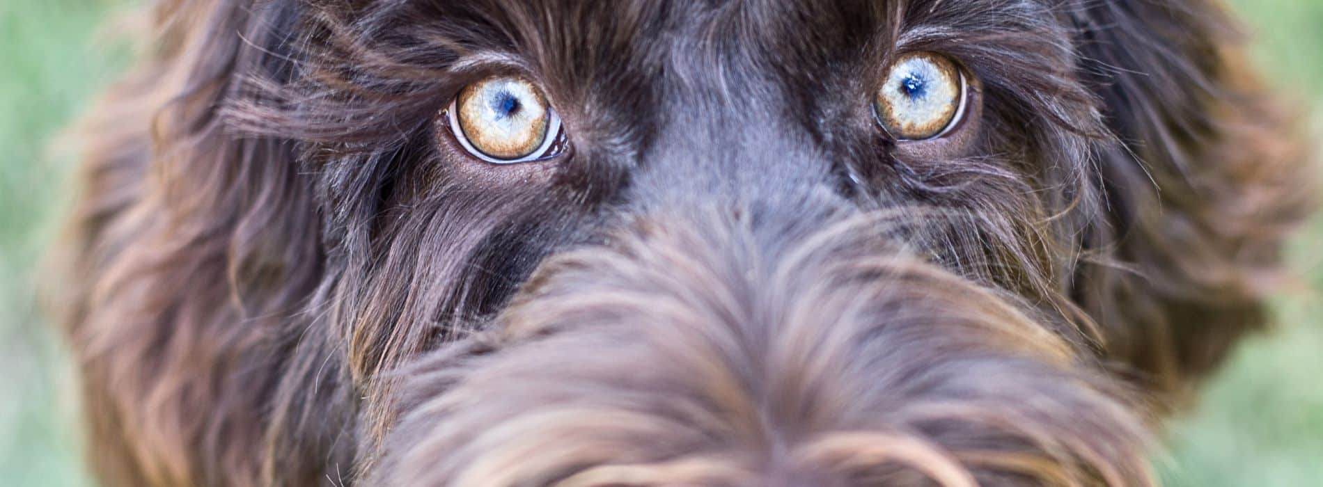 Labradoodles Vision: How They See the World