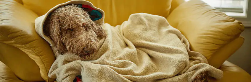 Labradoodles and Hypoglycemia What is hypoglycemia in dogs