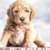 Tips to Bringing a Labradoodle Puppy Home
