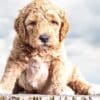 Tips to Bringing a Labradoodle Puppy Home  Tips to Bringing a Labradoodle Puppy Home