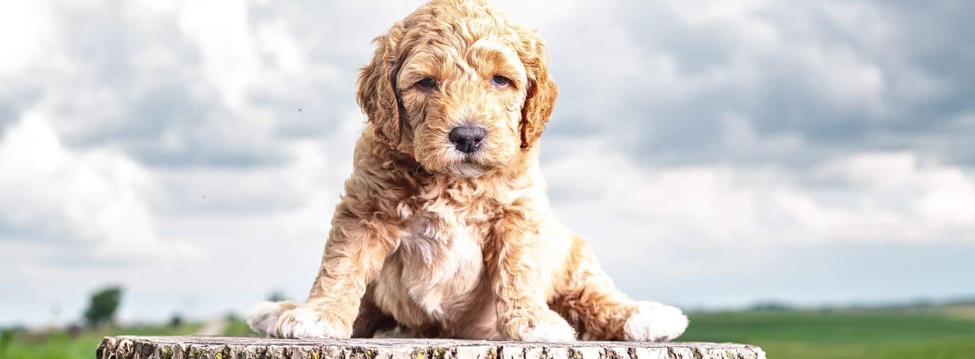 Tips to Bringing a Labradoodle Puppy Home