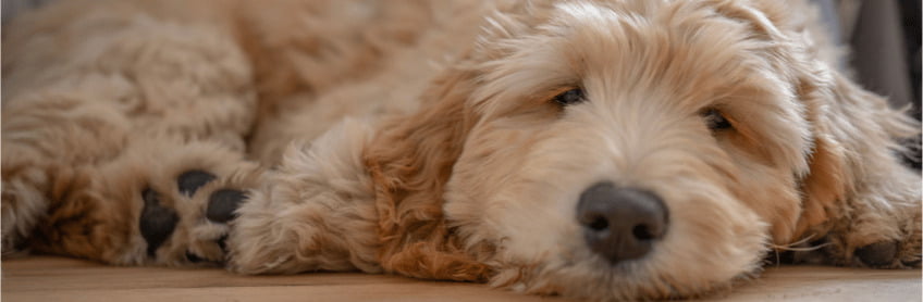 Why Is My Puppy Lethargic
